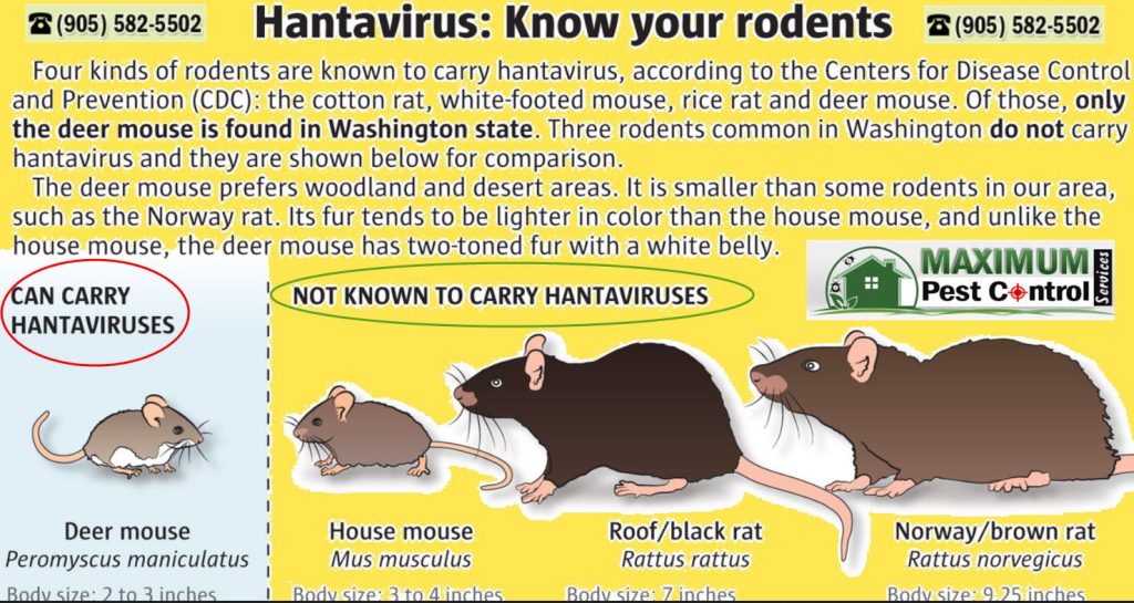 Pest Control Home Inspection (905) 5825502 Maximum Pest Control Services