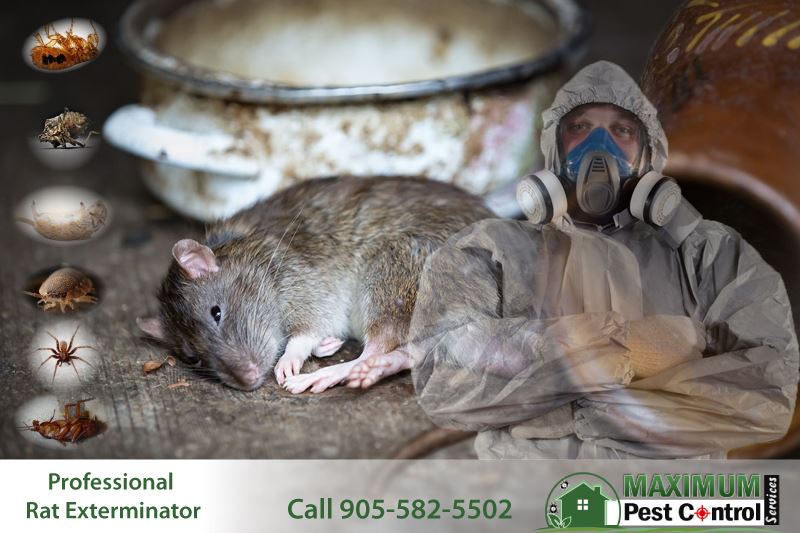 dead rat on the floor next to professional rat exterminator