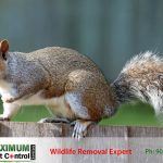 Eastern Grey Squirrel standing on a fence of Toronto home