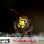 image of a wasp captured by Pest Control Professional in Hamilton Ontario