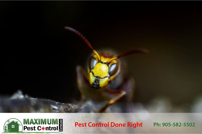 image of a wasp captured by Pest Control Professional in Hamilton Ontario