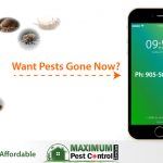 various pests and insects above Maximum Pest Control Services brand logo and mobile phone illustration