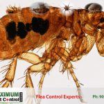 Adult Flea Aphaniptera killed by flea control expert