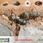 Carpenter Ants near their nest