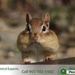 chipmunk Tamias striatus from Southern Ontario region of Canada