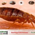 Cimex Lectularius adult bed bug feeding on human skin