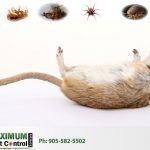 dead rat killed by Maximum Pest Control Services