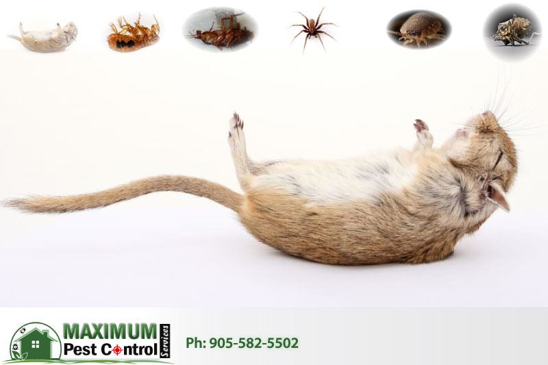 Rats Exterminators in Hamilton Ontario Maximum Pest Control Services