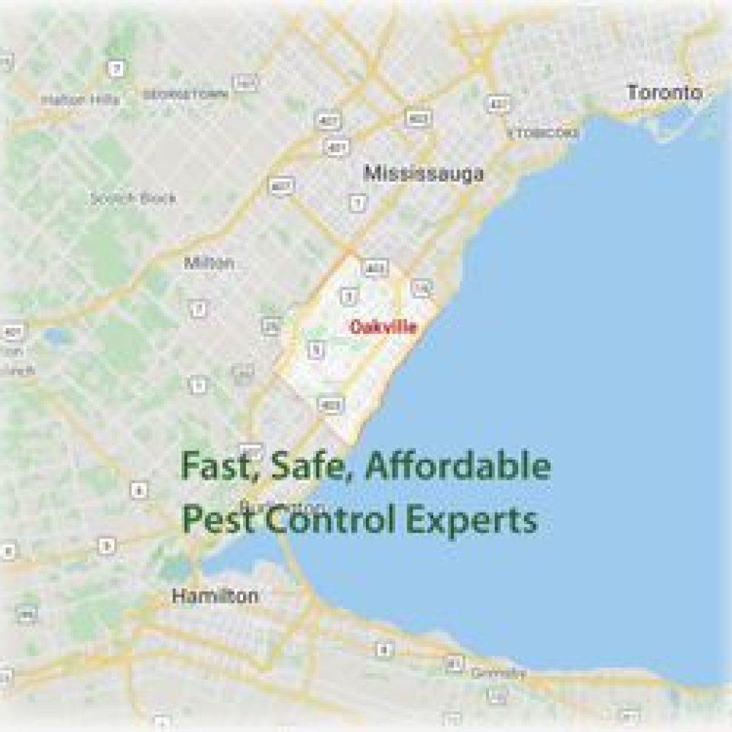 Ants Exterminator in Oakville Ontario Maximum Pest Control Services