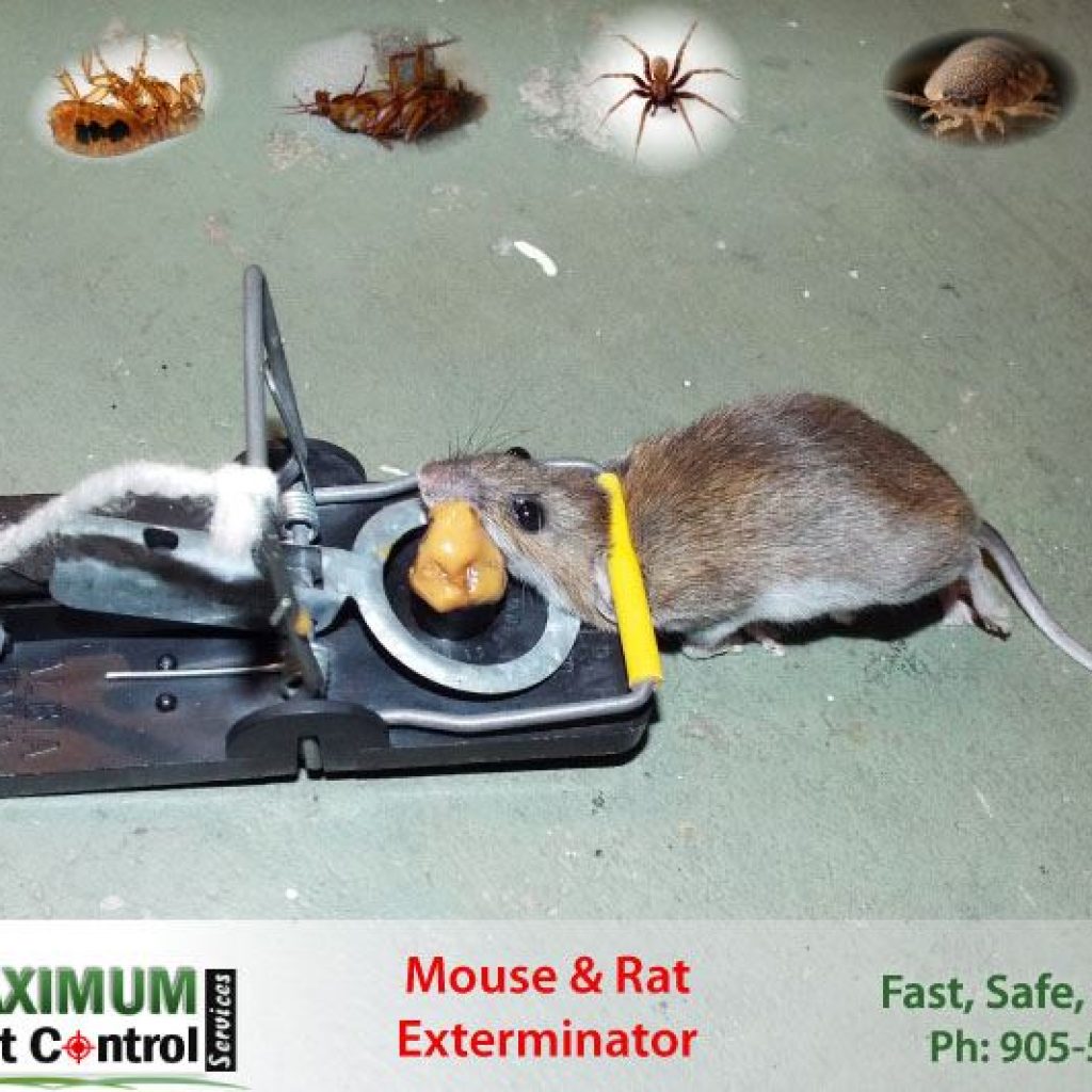 What it Costs to Be Mice Free? Maximum Pest Control Services