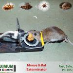 mouse dead on mouse trap set by Maximum Pest Control Services