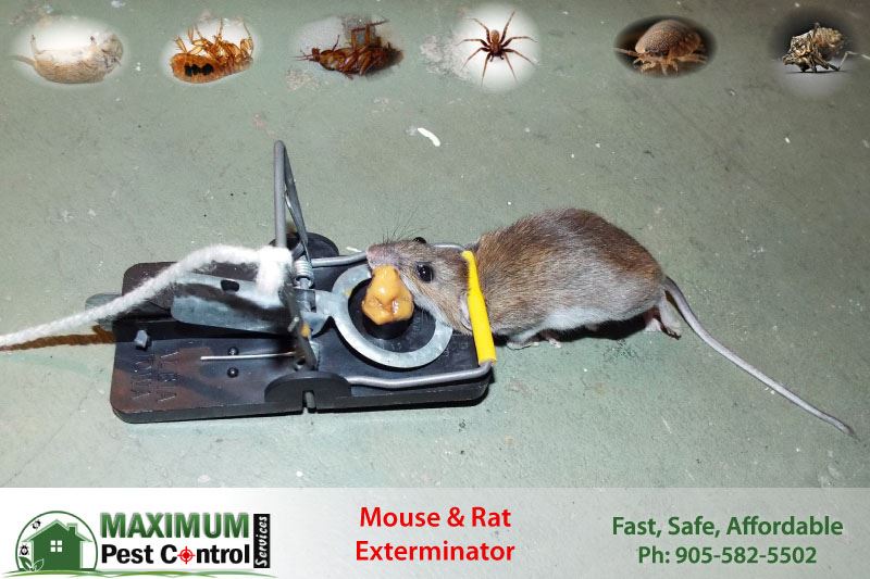 mouse dead on mouse trap set by Maximum Pest Control Services