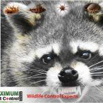 raccoon captured by Wildlife capture professional