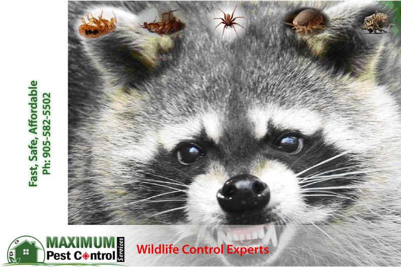 Wildlife Control in Oakville Ontario Maximum Pest Control Services