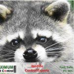 raccoon captured by Wildlife control expert