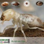 white color termite