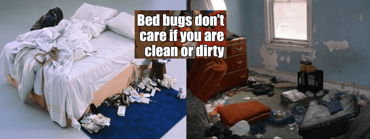 bedbugs pest control service