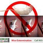 dead mice and a rat exterminated by Maximum Pest Control Services