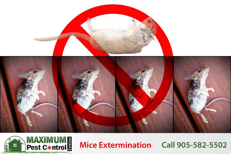 dead mice and a rat exterminated by Maximum Pest Control Services