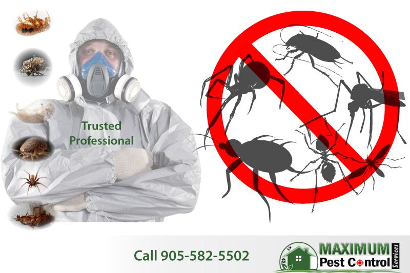 bugs and insects and professional pest control technician