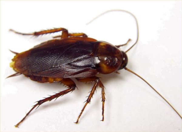 American cockroach