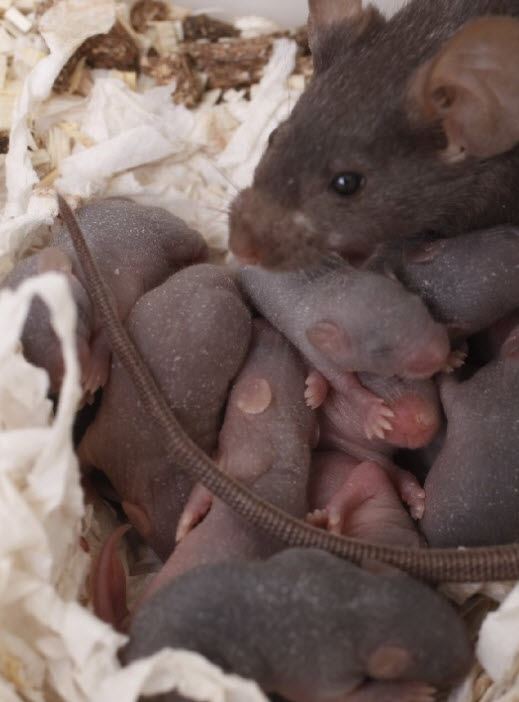 nest of mice in Canada house