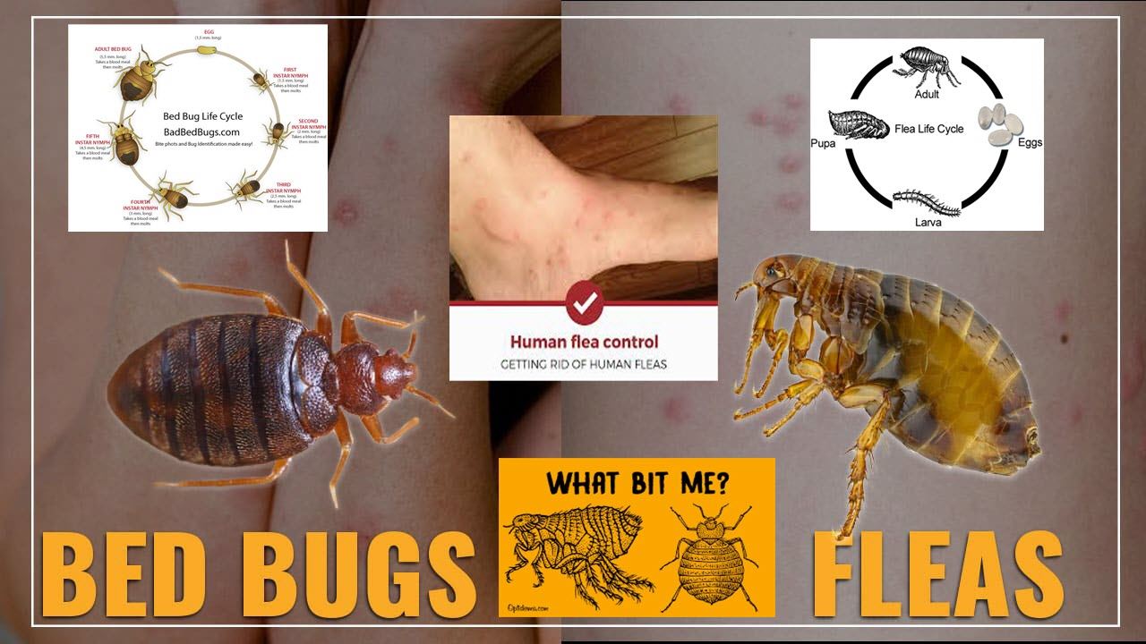 bedbugs and fleas bites