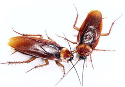 cockroach pest control service