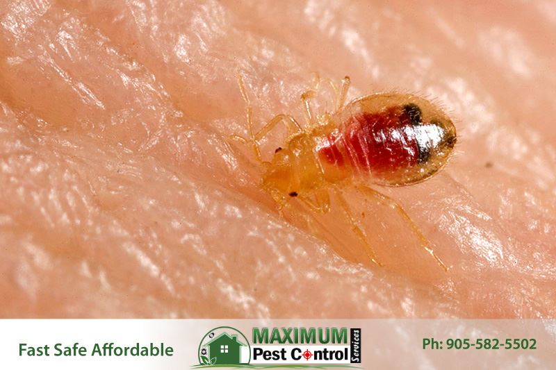 bed bug on human skin sucking human blood