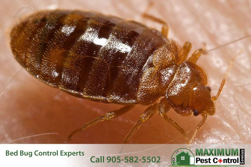 close up view of Cimex Lectularius adult bed bug on human skin