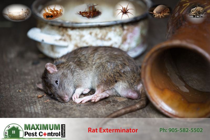 Eliminate Rodents Instantly With This Humane Pest Reject Rat - Temu