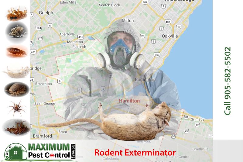 local pest control near me local pest control near me