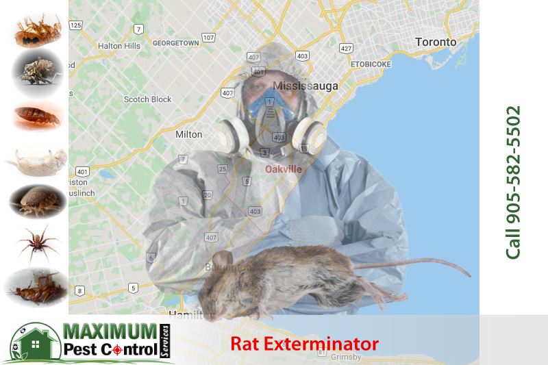 Mice Exterminator Cost (2026 Guide) - This Old House