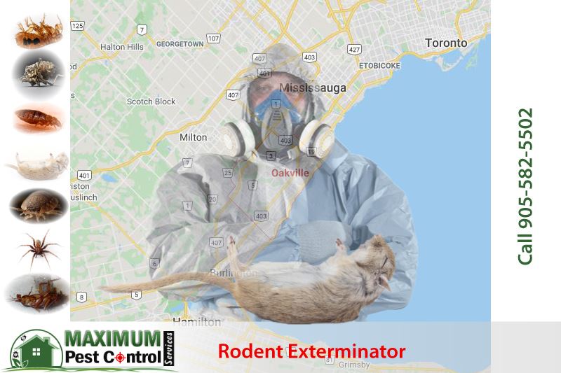 Five Things Should Be Considered When Exterminating Mice In Oakville