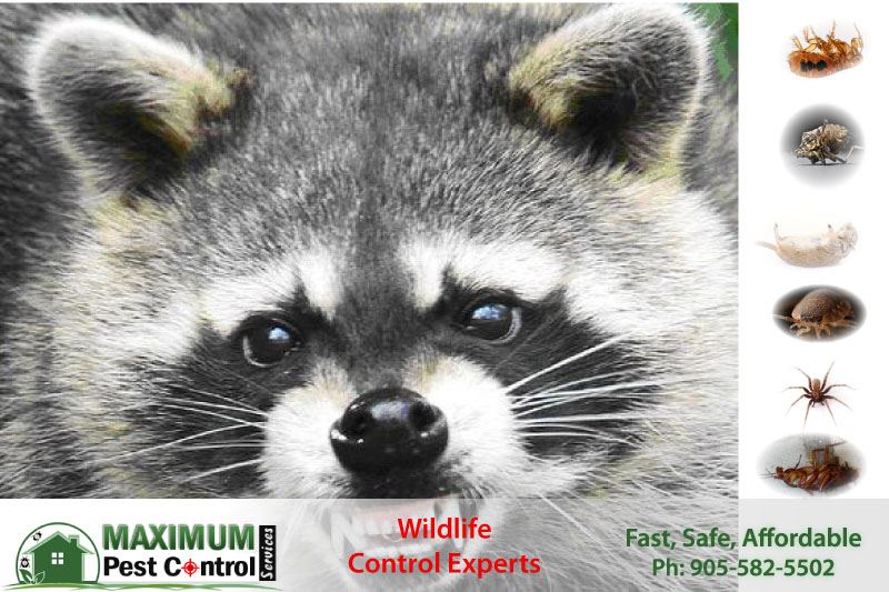 raccoon captured by Wildlife control expert