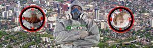 Hamilton Ontario aerial view and pest control expert wearing protective overall also dead pests images over Hamilton CBD