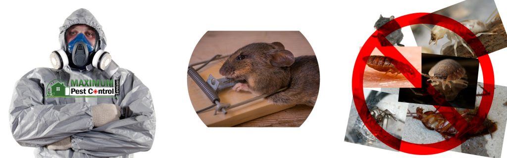 pest rat trapped dead in Hamilton Ontario Canada
