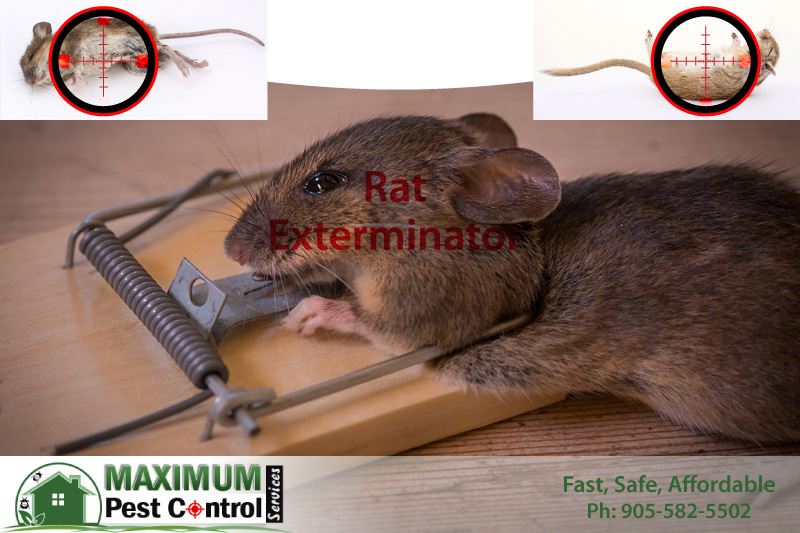 rat exterminated dead