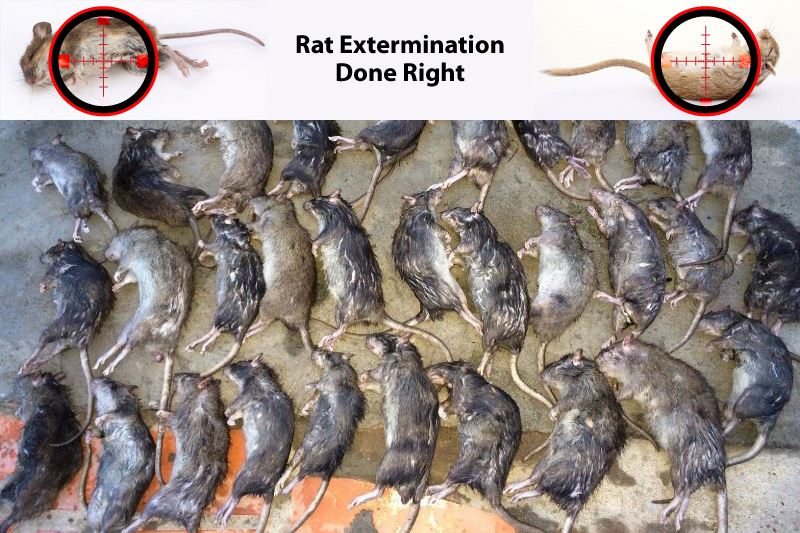 rat extermination done right