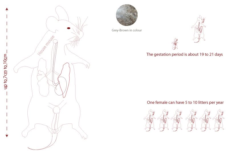 anatomy and facts about house mouse