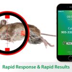 dead mouse behind sniper target and mobile phone illustration