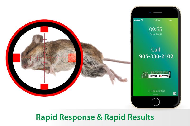 dead mouse behind sniper target and mobile phone illustration