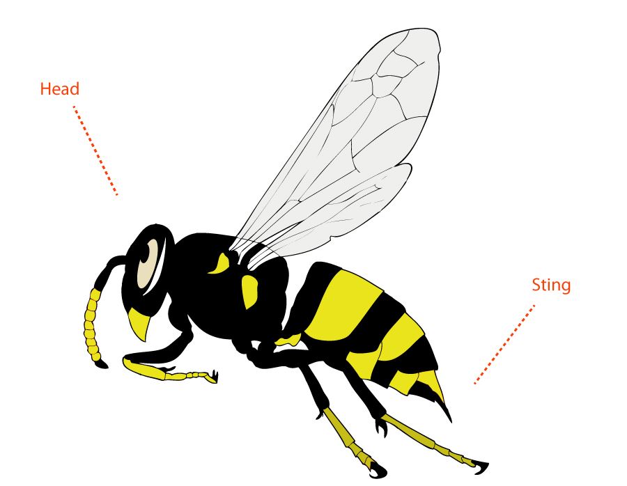 Wasp Anatomy Morphology