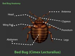 Bed Bug Anatomy