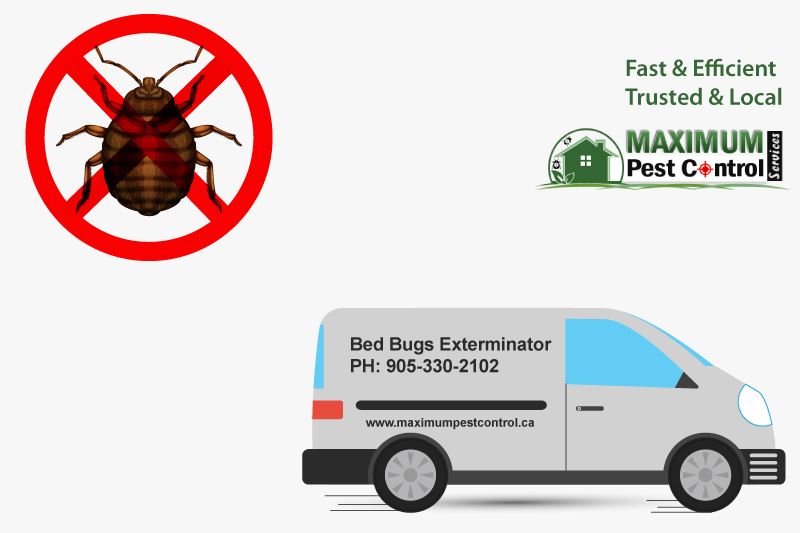bed bug pest control