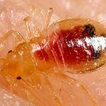bed bug on human skin sucking blood