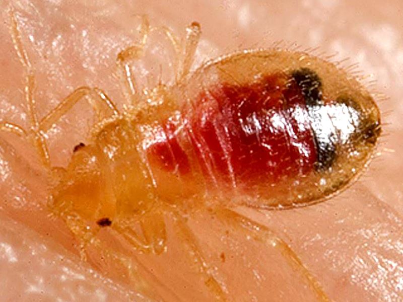 bed bug on human skin sucking blood