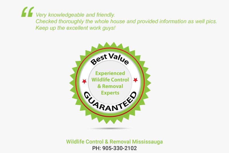 Wildlife Control & Removal Mississauga