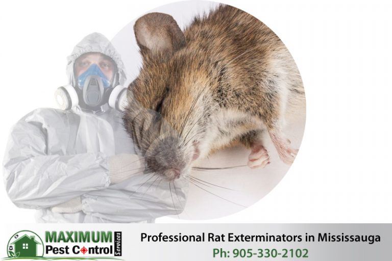What Is The Best Method To Catch Rats in My House? Maximum Pest