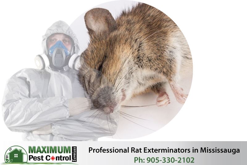 dead rat and professional rat exterminator posing crossed arms